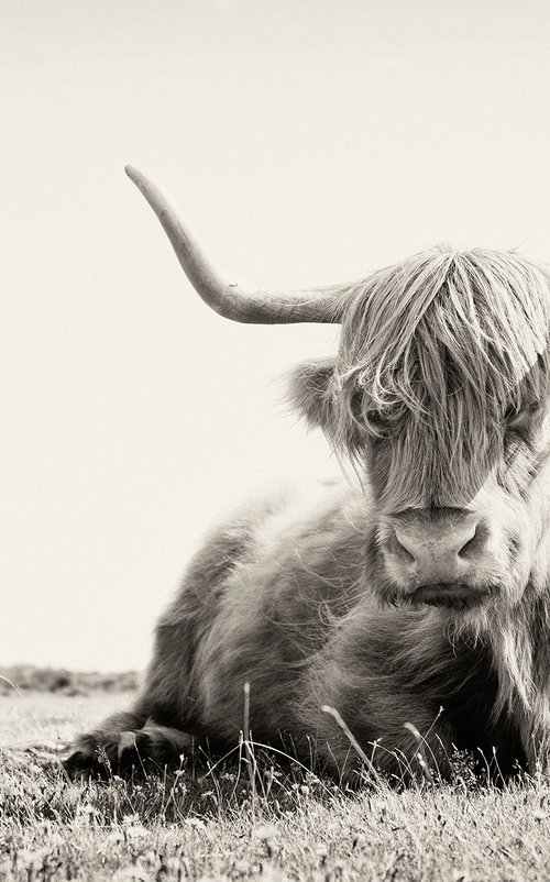 Long Horned Highland Cow by Andrew Lever