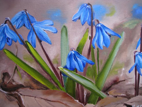 Blue Scilla in Early Spring