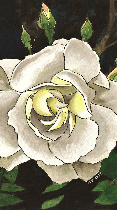 WHITE ROSE by Nives Palmić