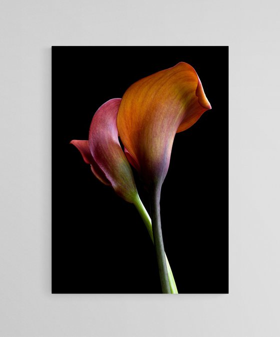 Orange Pride Calla Lilies