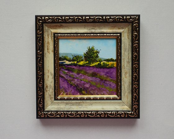 Lavender Farm