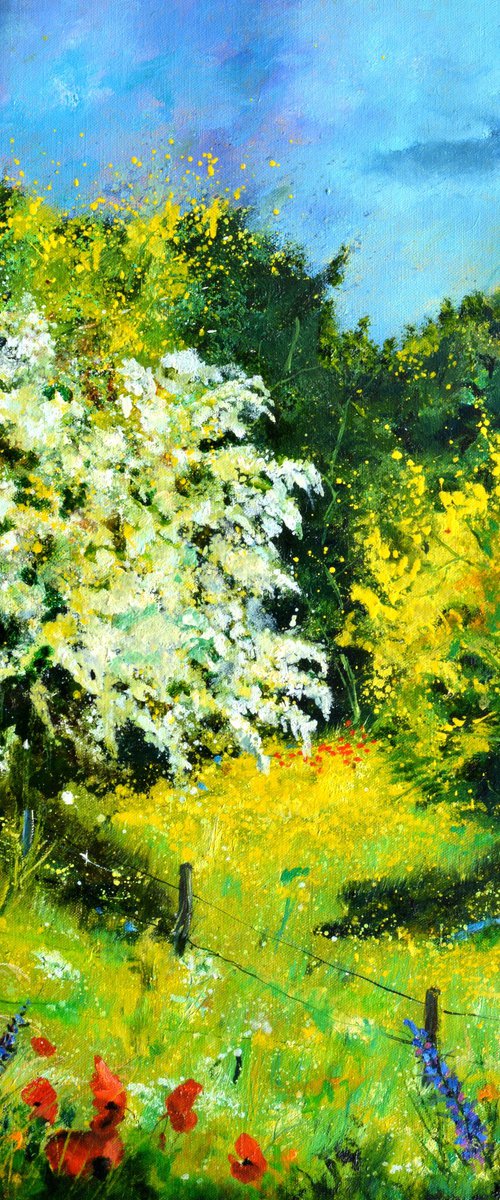 Blooming hawthorn - 7924 by Pol Henry Ledent