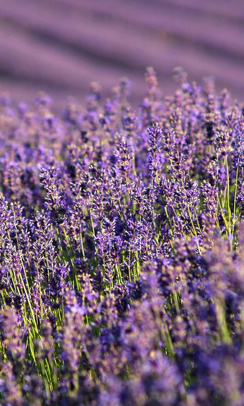 English Lavender in the Summer Sun by Alex Cassels