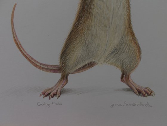 Going Nuts - Colored Pencil Drawing