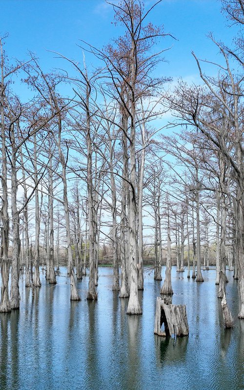 Cypress Still Water by Basel Almisshal