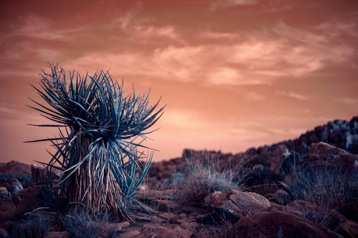 Summer Sunrise in the Mojave by Mark Hannah