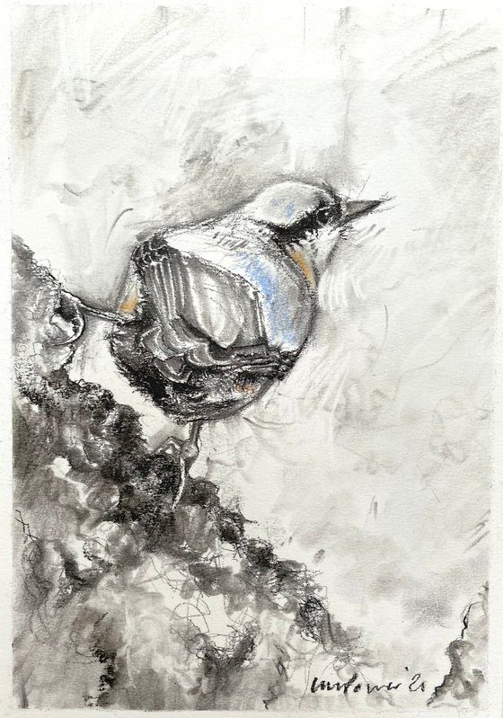 Charcoal Nuthatch