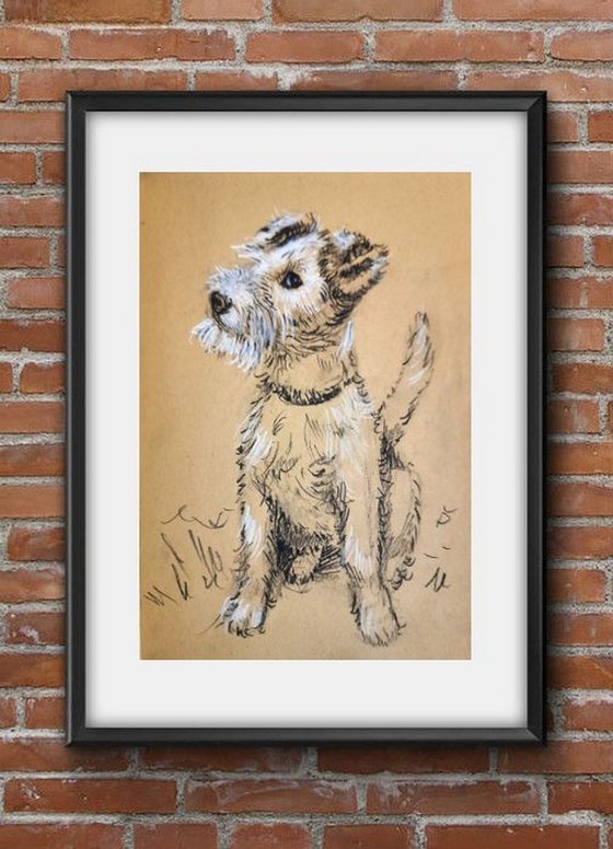 Wire fox Terrier - Pet dog