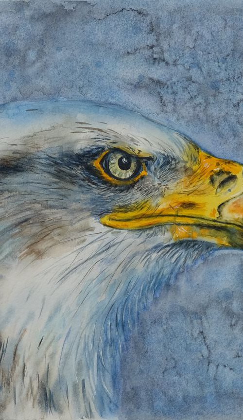 Bald Eagle by Ilona Borodulina