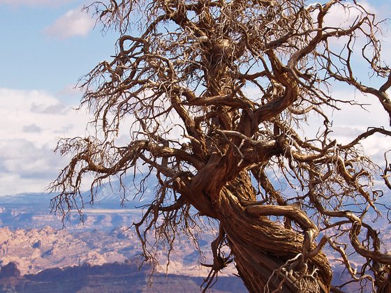 Twisted Juniper