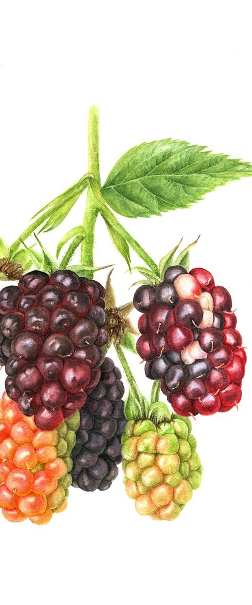 Blackberries original watercolor by Alona Hrinchuk