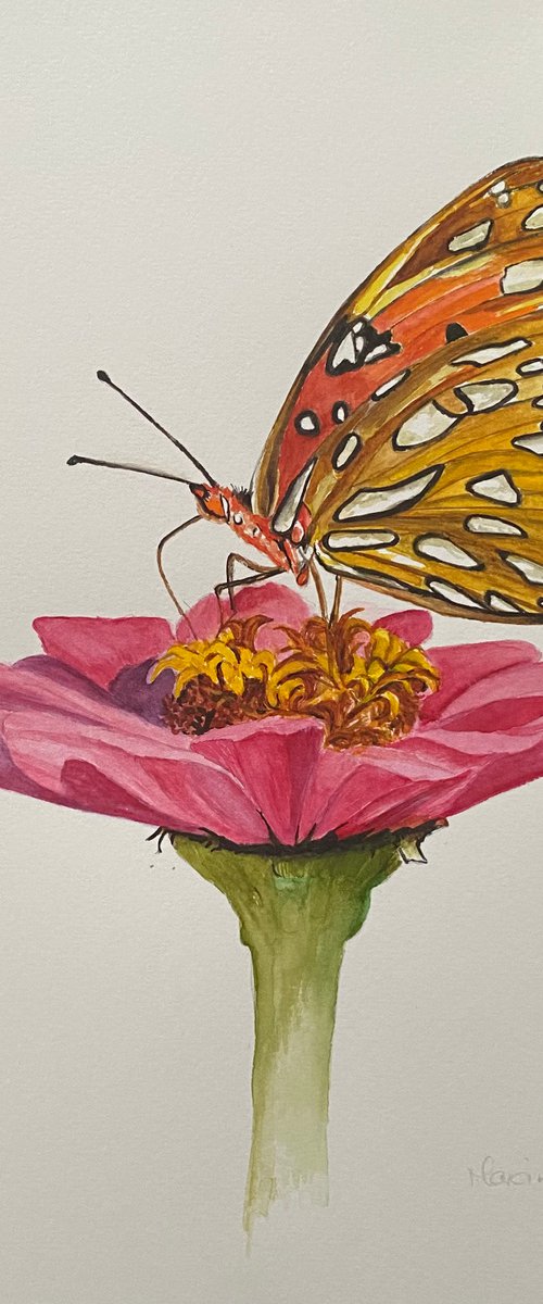 Butterfly on flower by Maxine Taylor