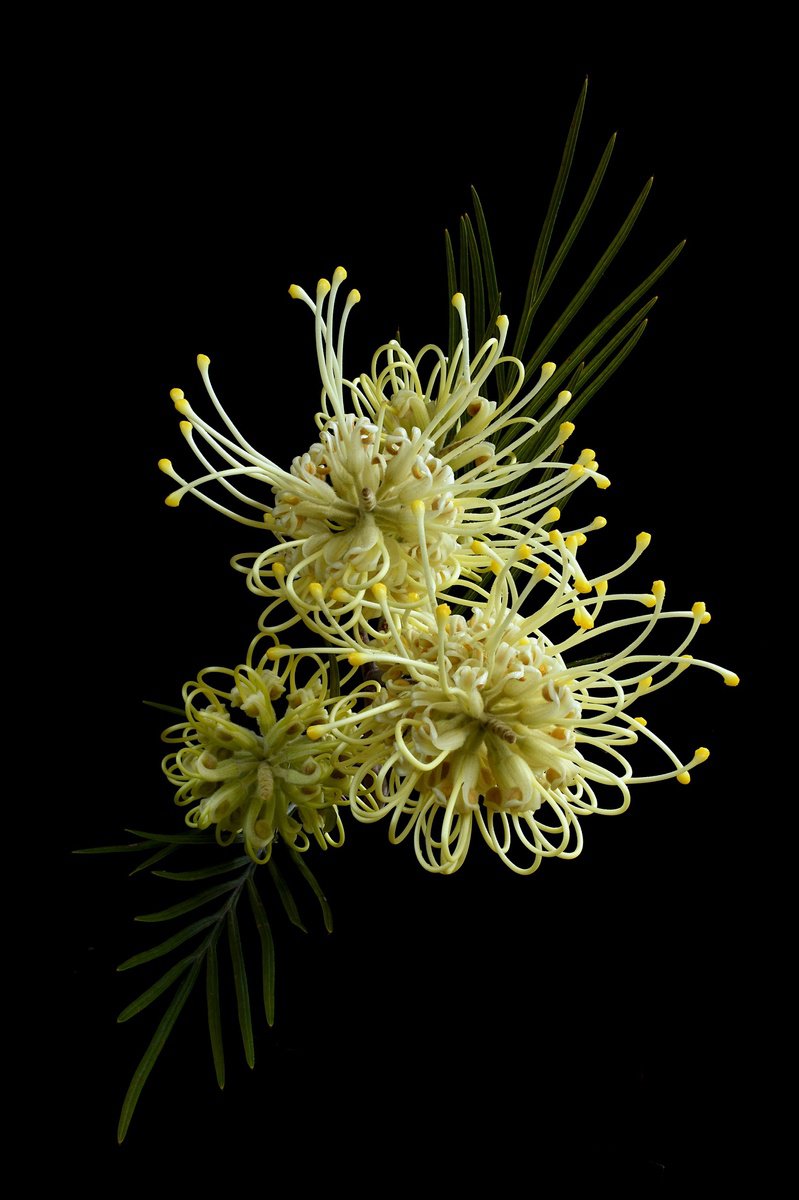 Botanical Photograph By Nadia Culph, 24 X 35", Grevillea Moonlight, Original Artwork