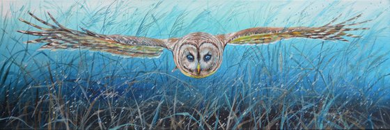 Barred Owl - Gliding