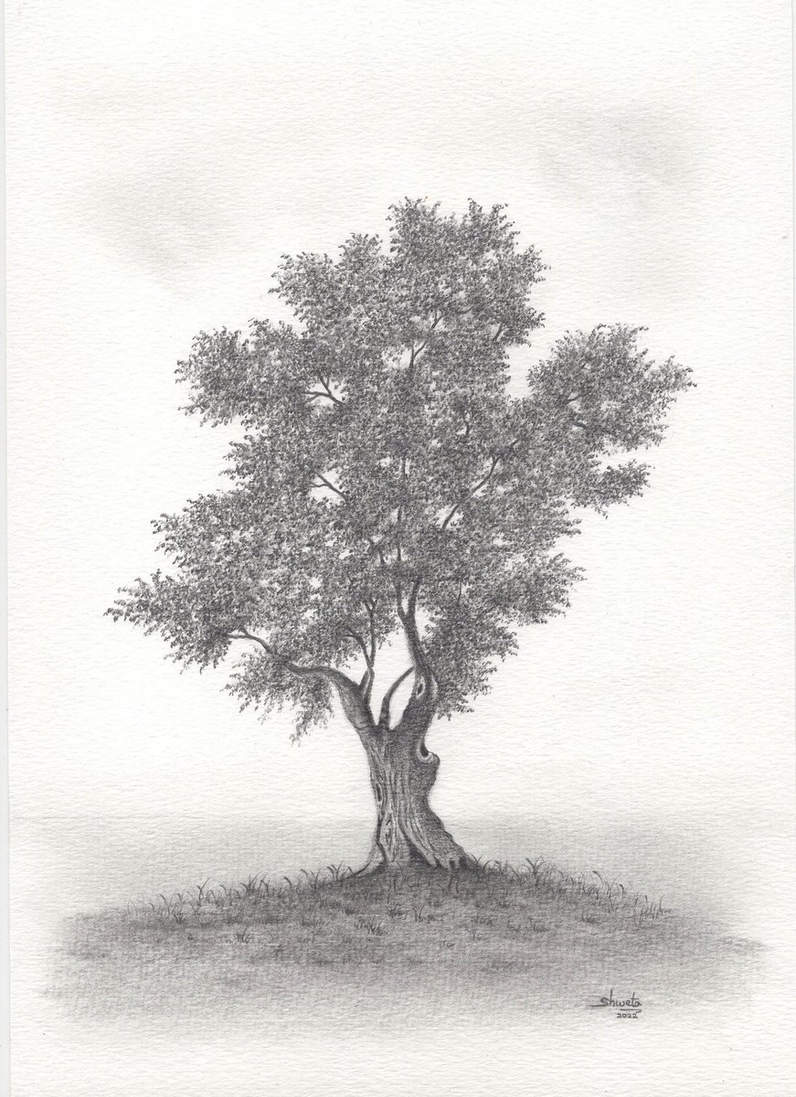 Photorealistic Landscape Pencil Drawing By Shweta Mahajan, 9 X 12", Olive Tree, Original Artwork