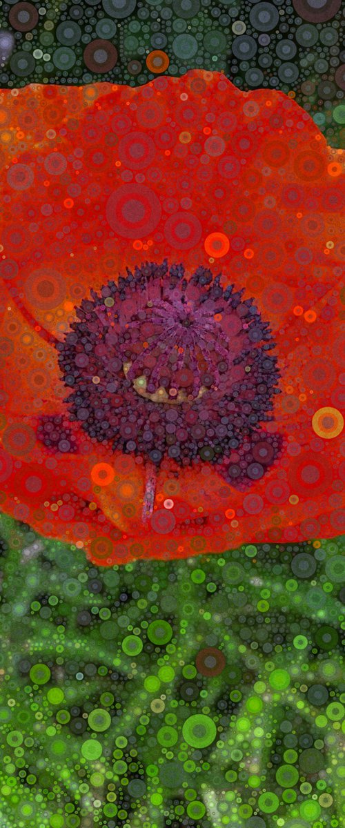 Orange Scarlet Oriental Poppy by Barbara Storey