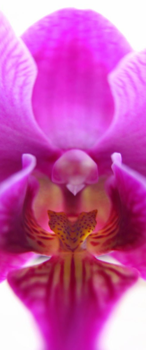 Alien Orchid by MICHAEL FILONOW