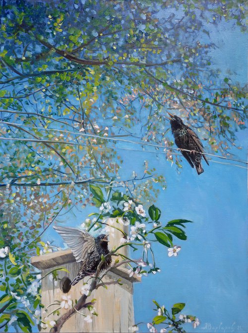 Starling by Anatolii Varvarov