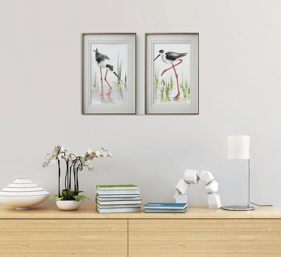 A pair of Black-necked stilt