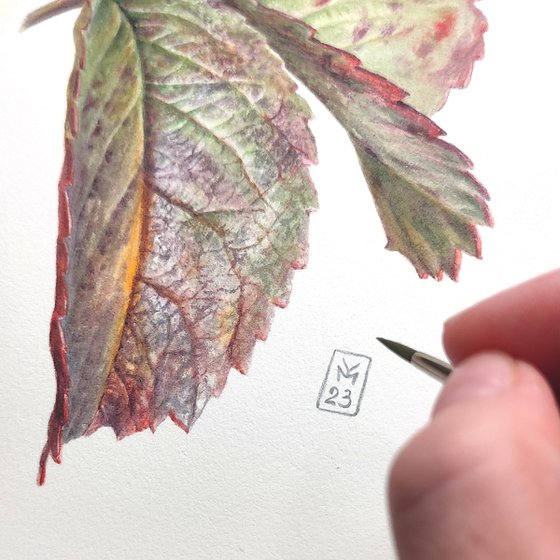 Rosehip Leaves