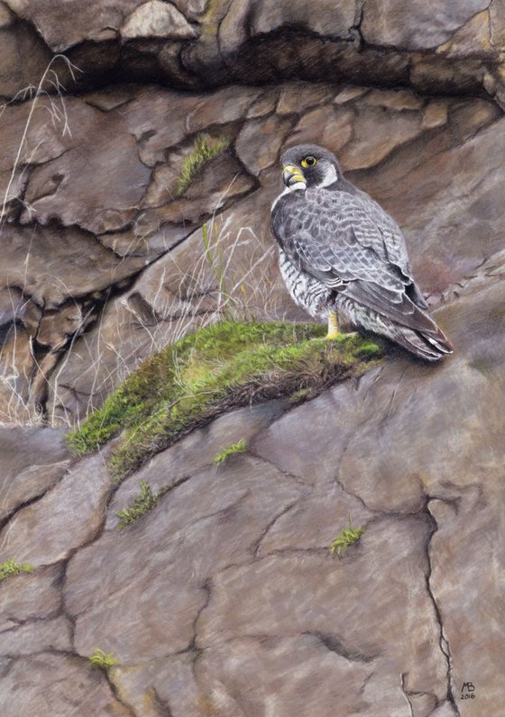 Original pastel drawing "Peregrine Falcon"