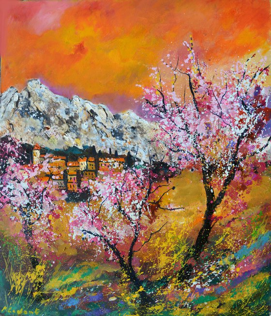 Blooming cherry trees Provence