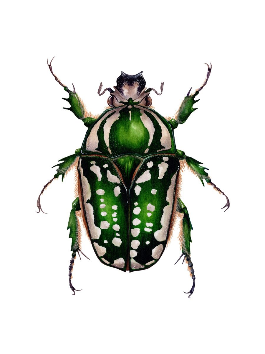 Photorealistic Animal Watercolour By Katya Shiova, 10 X 14", Mecynorchina Polyphemus, Female, Original Artwork