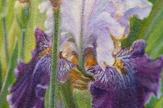 Irises