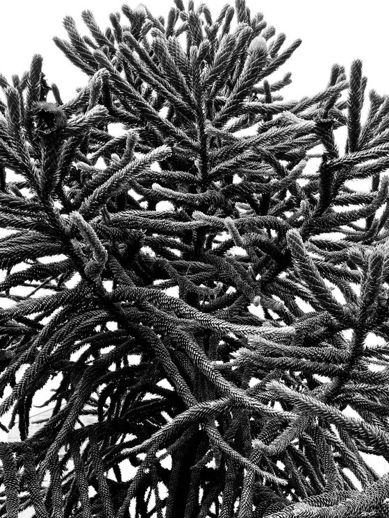 NT#183 nature #8