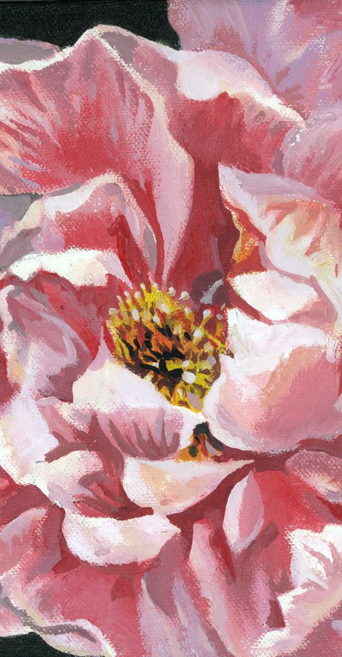 pink peony acrylic floral by Alfred  Ng