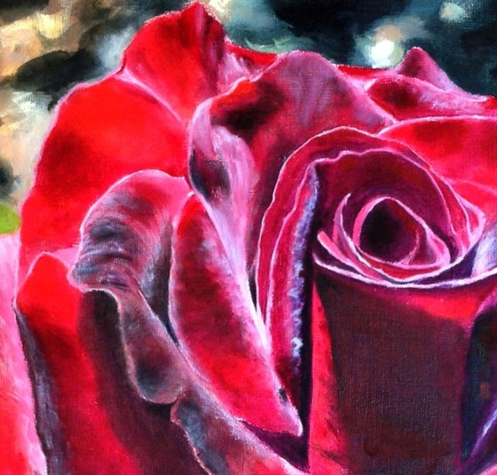 Burgundy Rose in Bloom