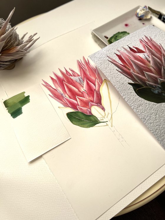 Protea. Original watercolour illustration