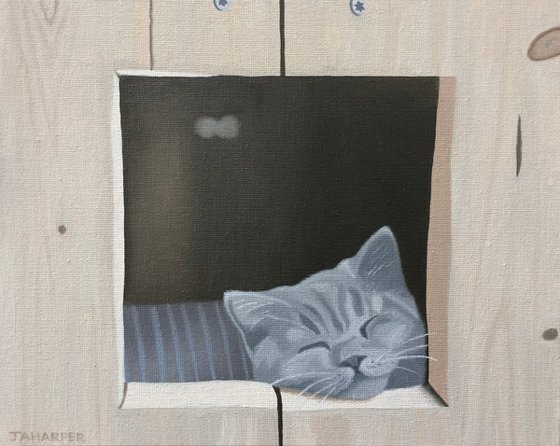 Cat In A Wooden Box