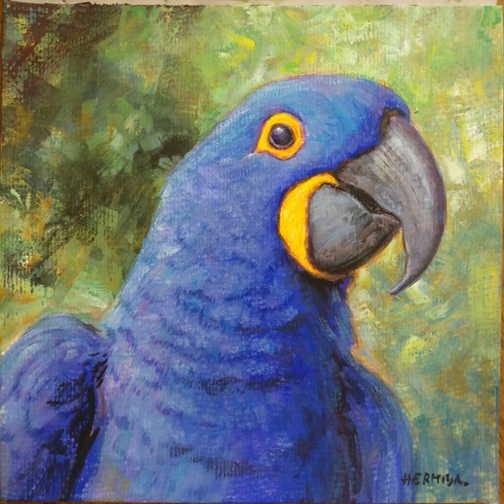 Hyacinth Macaw