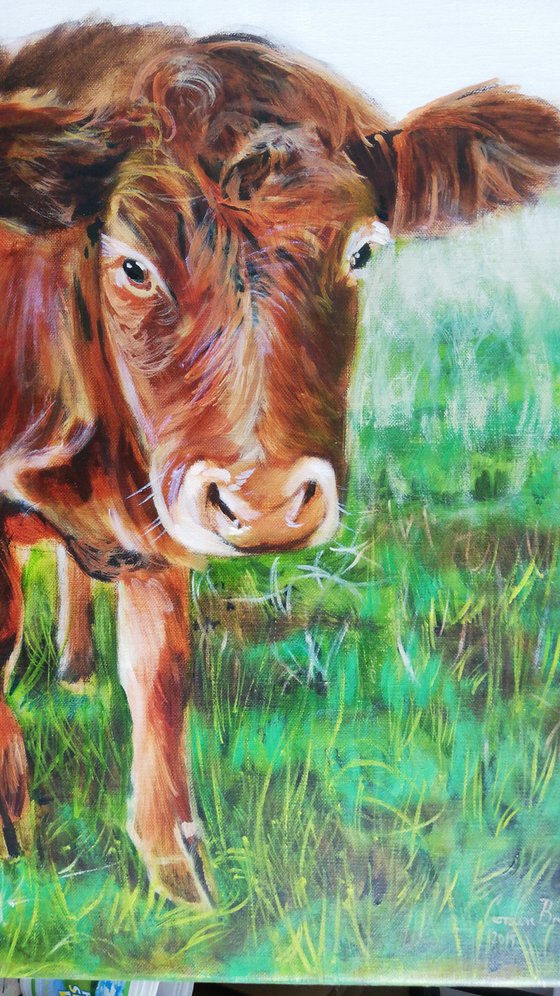 Brown Cow oil on canvas