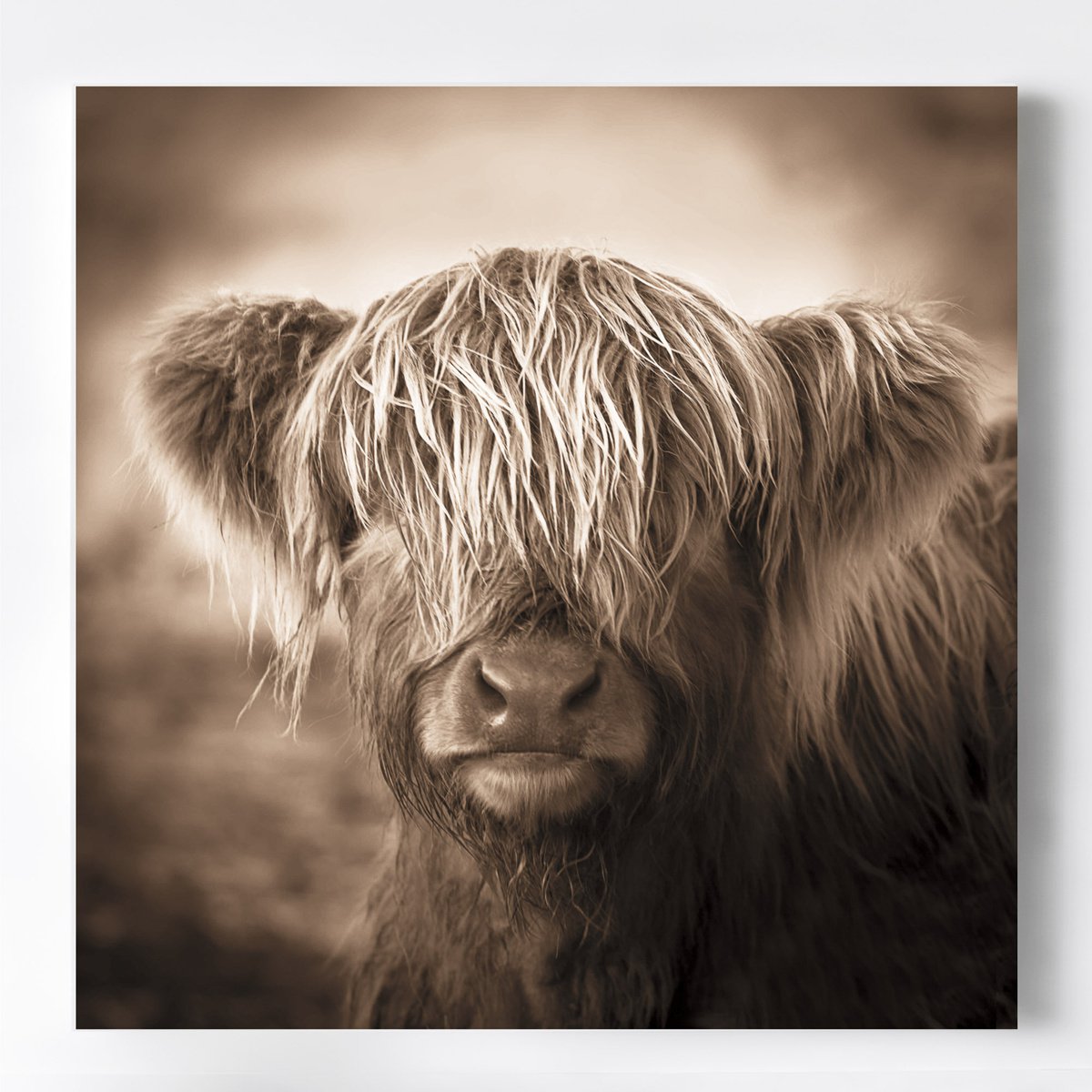 Scottish Cow Print in Sepia - Highland Calf by Lynne Douglas