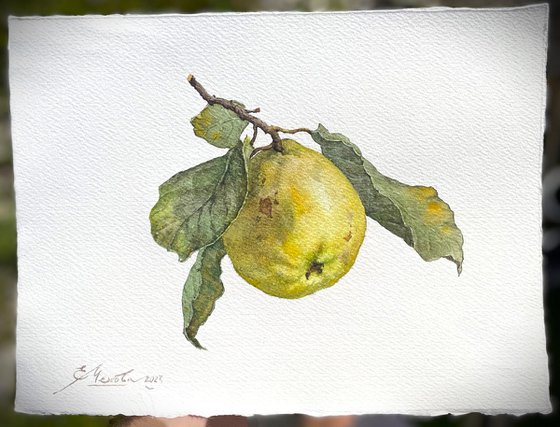 Original Watercolor Painting Apple