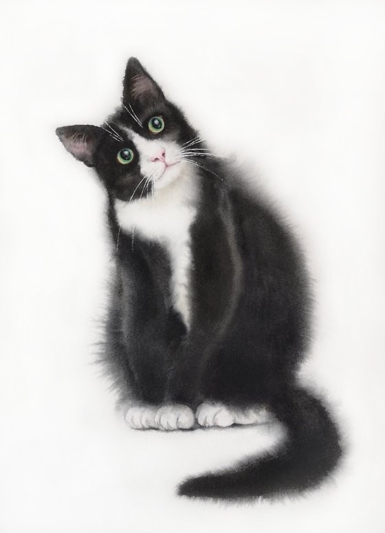 Curious Tuxedo Cat Black and White