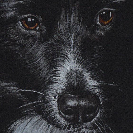 Pastel portrait of border collie on black