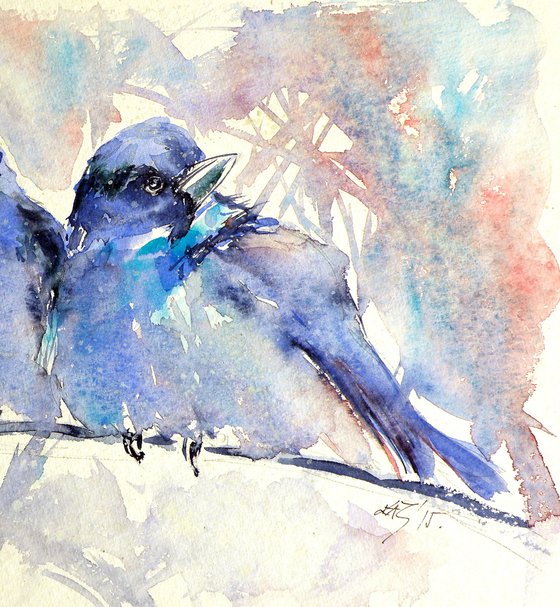 Mountain bluebirds