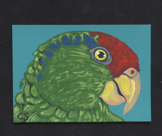 ACEO ATC Original Miniature Painting Amazon Parrot Pet Bird Art-Carla Smale