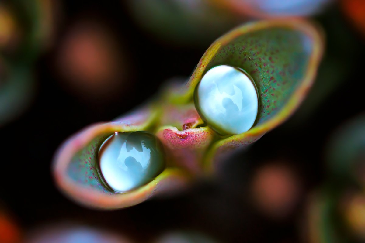 Organic Photograph , Curious Rain - Master Edition By Inna Etuvgi, 39 X 28, Artwork For Sale On Artfinder