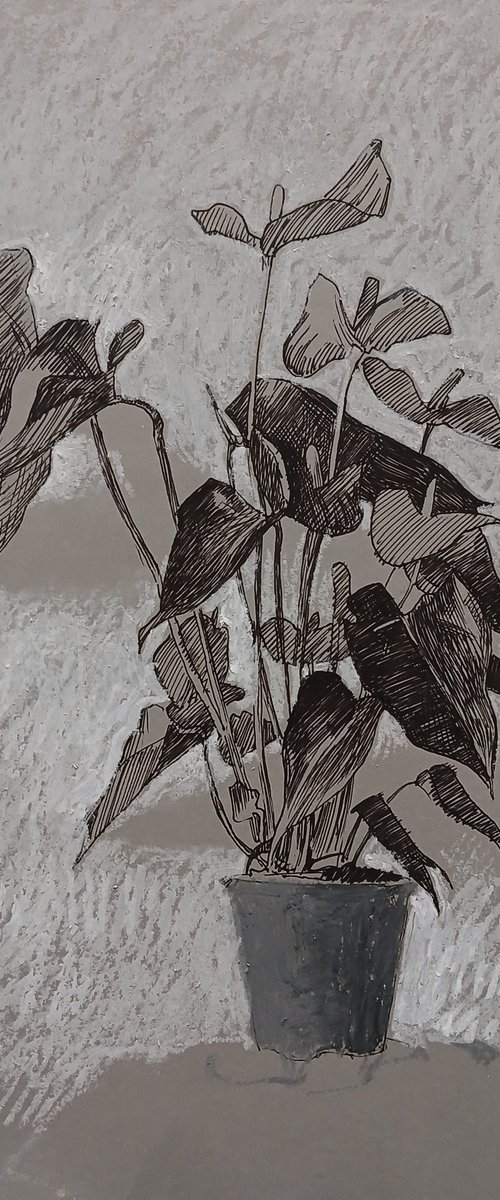 Calathea by Vasyl Koval