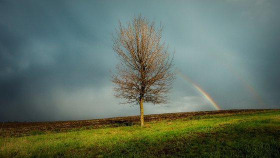 Rainbow and tree.