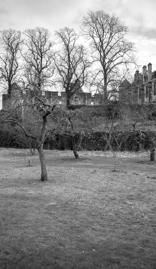 Willow Queen - Falklands Palace Scotland by Stephen Hodgetts Photography