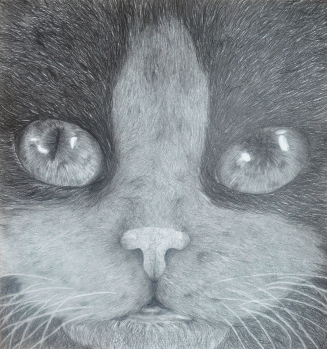 Cat portrait by Majda Susnik