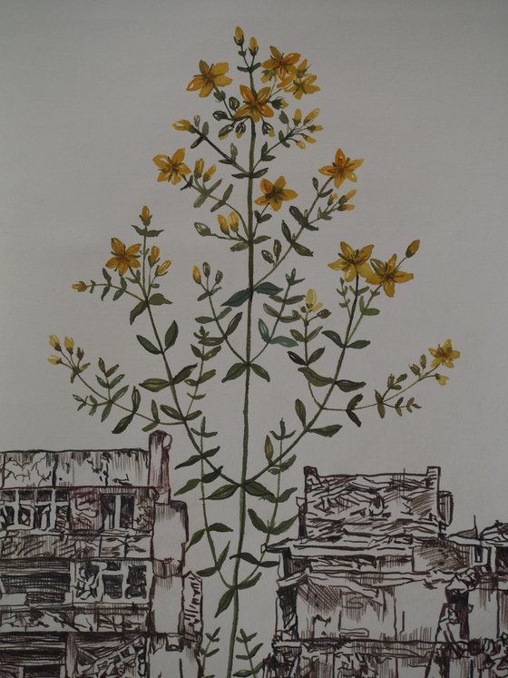 St. John's wort - a series "Overgrow but cannot heal"