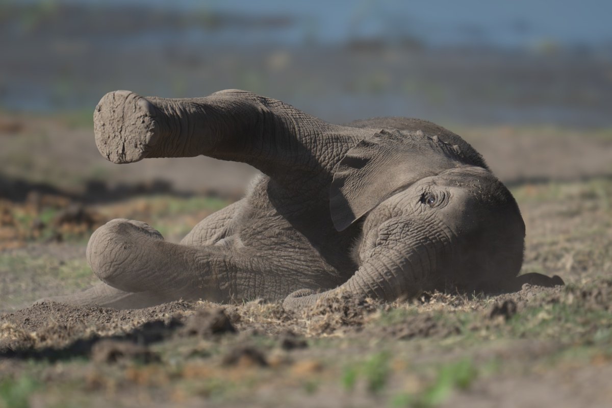 Dusty the Elephant by Nick Dale