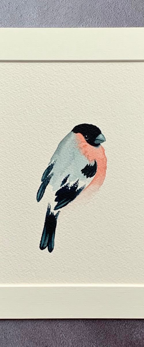 Bullfinch - mounted ready to frame by Cat Barrett