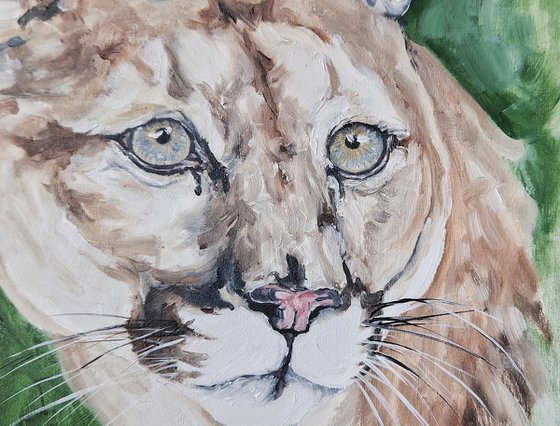 Mountain Lion Study